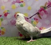 オカメインコ ヒナ (ホワイトフェイス)