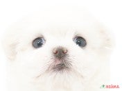 ハーフ犬（マルポメ）