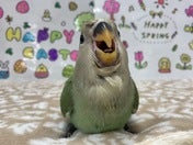 コザクラインコ ヒナ (ノーマル)