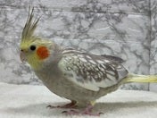 オカメインコ (色変わり)