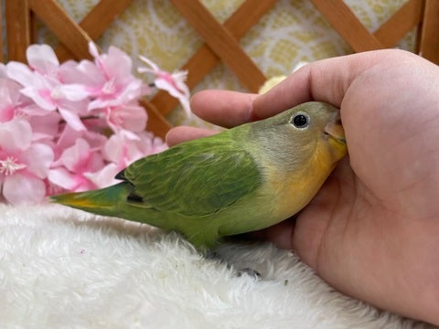 なでなで、カキカキ大好きです♪自分から近づいて来てくれました😍是非ご来店お待ちしております😆