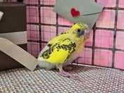 セキセイインコ ヒナ