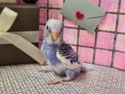 セキセイインコ ヒナ