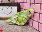 セキセイインコ ヒナ