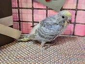 セキセイインコ ヒナ