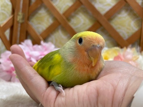 さし餌をもりもり食べてすくすく成長中です✨