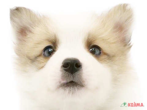 茨城県のハーフ犬・ミックス犬 (コジマイーアスつくば店/2024年12月16日生まれ/男の子/セーブルホワイト)の子犬