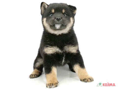 【2025/2/12撮影】飼い主にとても従順で愛情深く、優しい家庭犬になれます☆