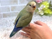 コザクラインコ (色変わり)