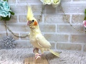 オカメインコ (色変わり)