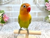 ボタンインコ ヒナ (色変わり)