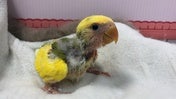 コザクラインコ ヒナ (色変わり)