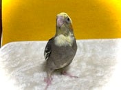 オカメインコ ヒナ (色変わり)