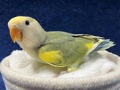 コザクラインコ ヒナ (色変わり)