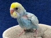 セキセイインコ ヒナ