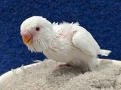 セキセイインコ ヒナ