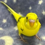 セキセイインコ ヒナ