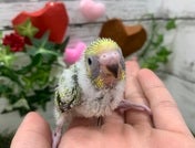 セキセイインコ ヒナ