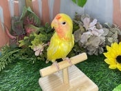 コザクラインコ (色変わり)