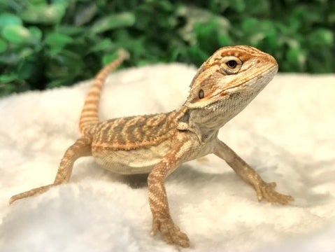 現在コオロギ食べてます！🦗