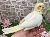 オカメインコ ヒナ (シロ)