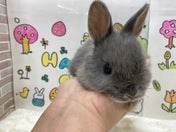 手のひらサイズの子うさぎちゃん🐰