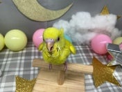 セキセイインコ ヒナ