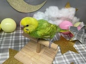 セキセイインコ ヒナ