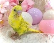 セキセイインコ ヒナ