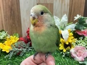 コザクラインコ (ノーマル)