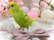 セキセイインコ ヒナ