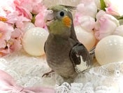 オカメインコ ヒナ (ナミ)