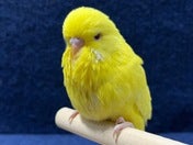 ジャンボセキセイインコ ヒナ