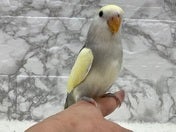 コザクラインコ (色変わり)