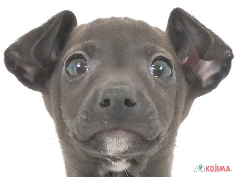 千葉県のイタリアングレーハウンド (コジマ松戸店/2024年12月22日生まれ/男の子/シール)の子犬