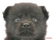 【2025/02/20撮影】ほわほわの甲斐犬みたい