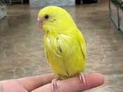 セキセイインコ ヒナ