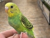 セキセイインコ ヒナ