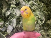 セキセイインコ ヒナ