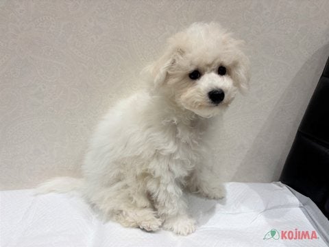 【2025/02/20撮影】真っ白でもこもこ🐑甘えん坊です💘