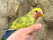 コザクラインコ ヒナ (色変わり)