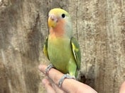 コザクラインコ ヒナ (色変わり)