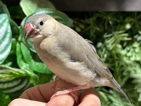 さし餌切れてます‼️