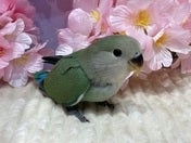 コザクラインコ ヒナ (色変わり)