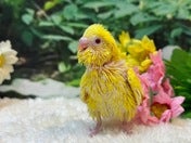 セキセイインコ ヒナ