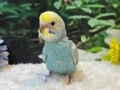 セキセイインコ ヒナ