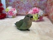 コザクラインコ ヒナ (色変わり)