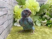 セキセイインコ ヒナ