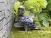 セキセイインコ ヒナ