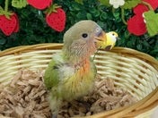 コザクラインコ (色変わり)